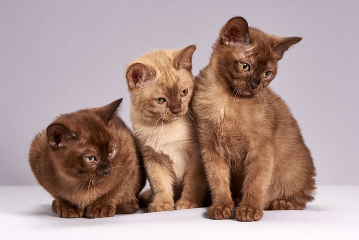 Foder til din kat