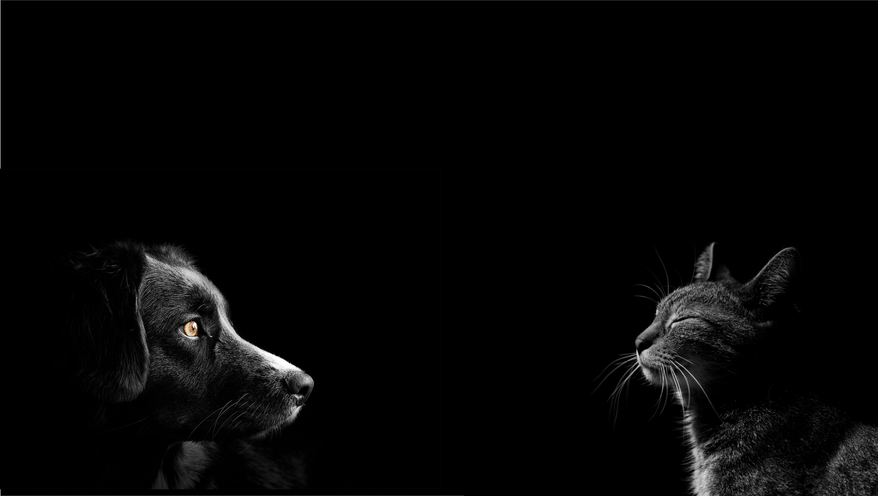 Artikel: Nytænk din hunds og kats livsstil